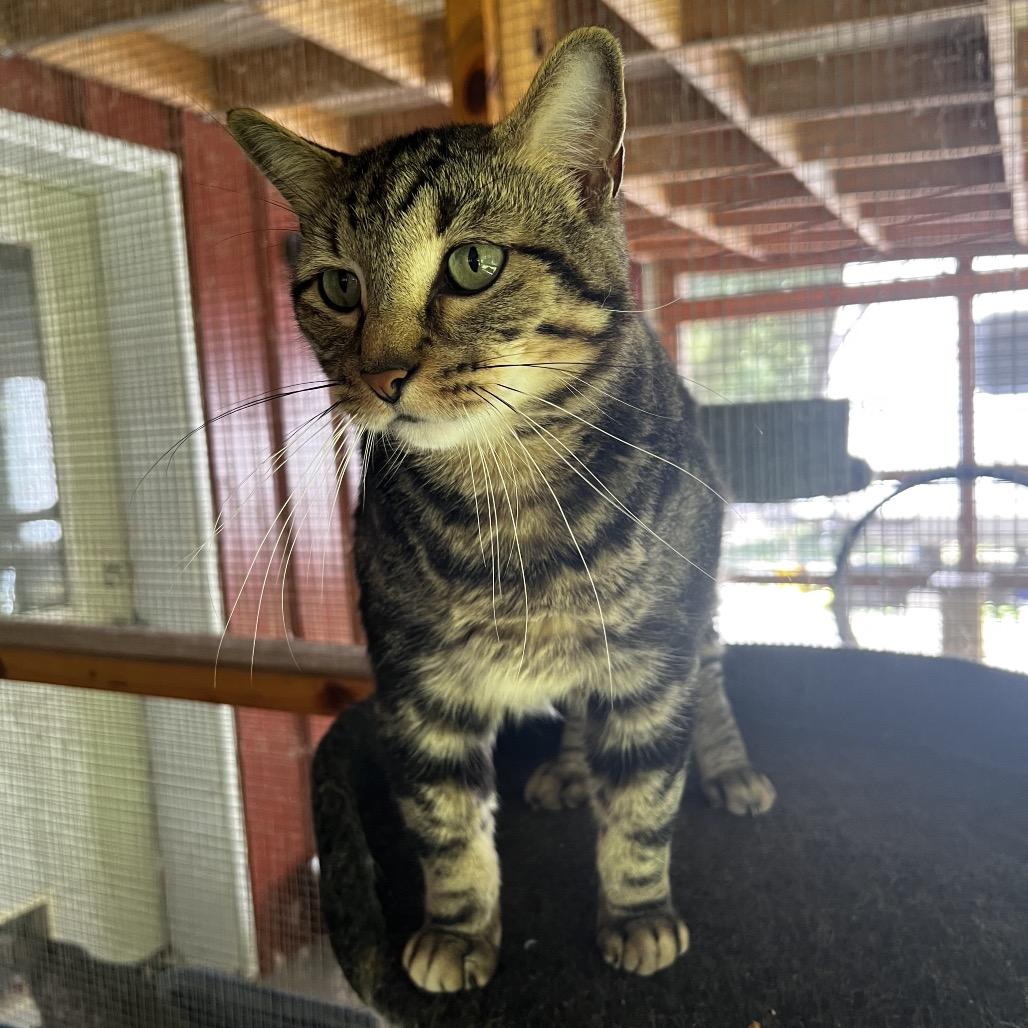 Enlarge Kaden, a Adoptable Domestic Short Hair in Brighton, MO image 5/6
