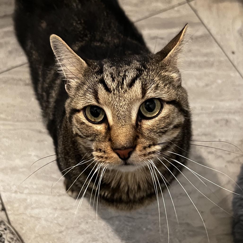Enlarge Kaden, a Adoptable Domestic Short Hair in Brighton, MO image 6/6