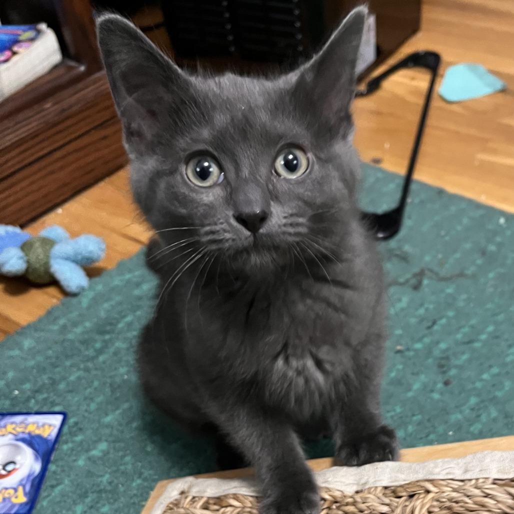 Rhythm, Adoptable, Kitten Female Domestic Short Hair.