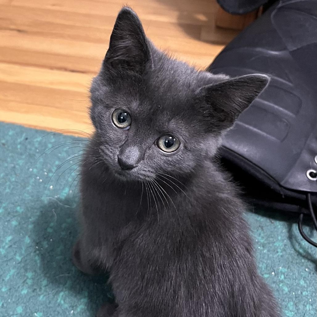 Rhythm, a Adoptable Domestic Short Hair in St. Paul, MN image 2/5