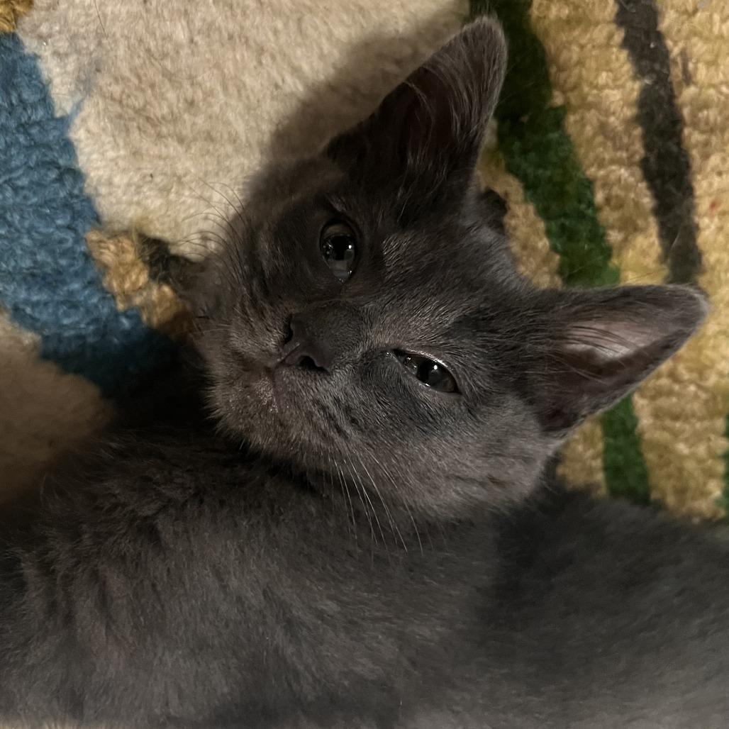Rhythm, a Adoptable Domestic Short Hair in St. Paul, MN image 3/5
