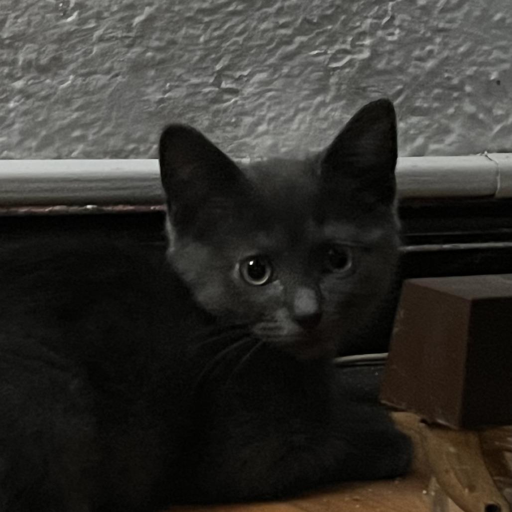 Rhythm, a Adoptable Domestic Short Hair in St. Paul, MN image 4/5