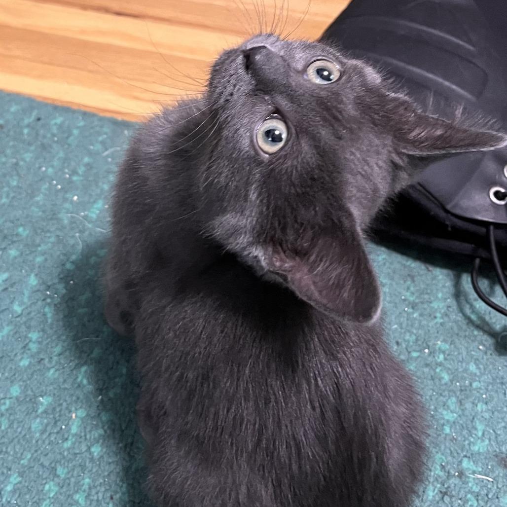 Rhythm, a Adoptable Domestic Short Hair in St. Paul, MN image 5/5