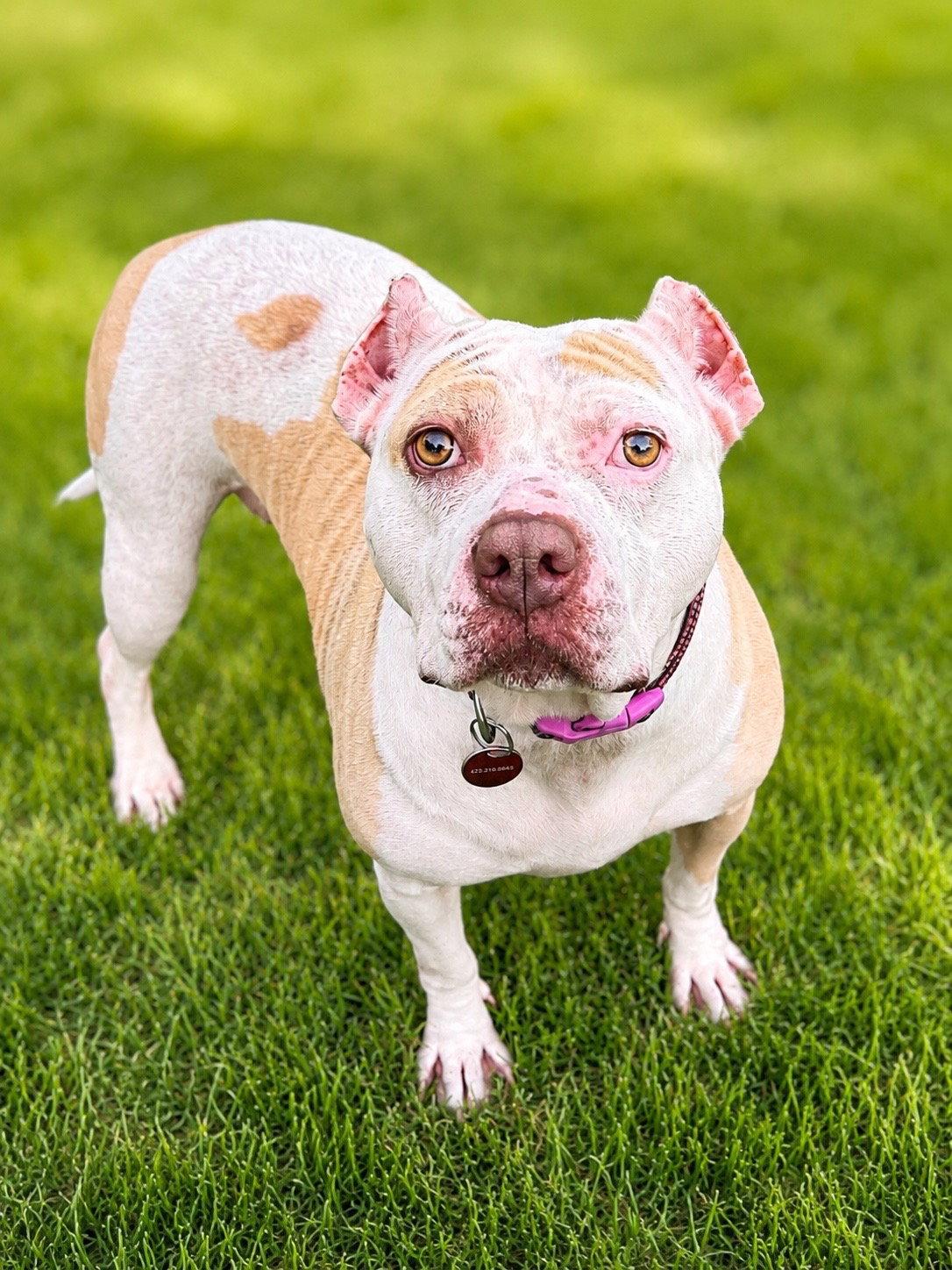 Nyla, a Adoptable Pit Bull Terrier in Nashville, TN image 1/3