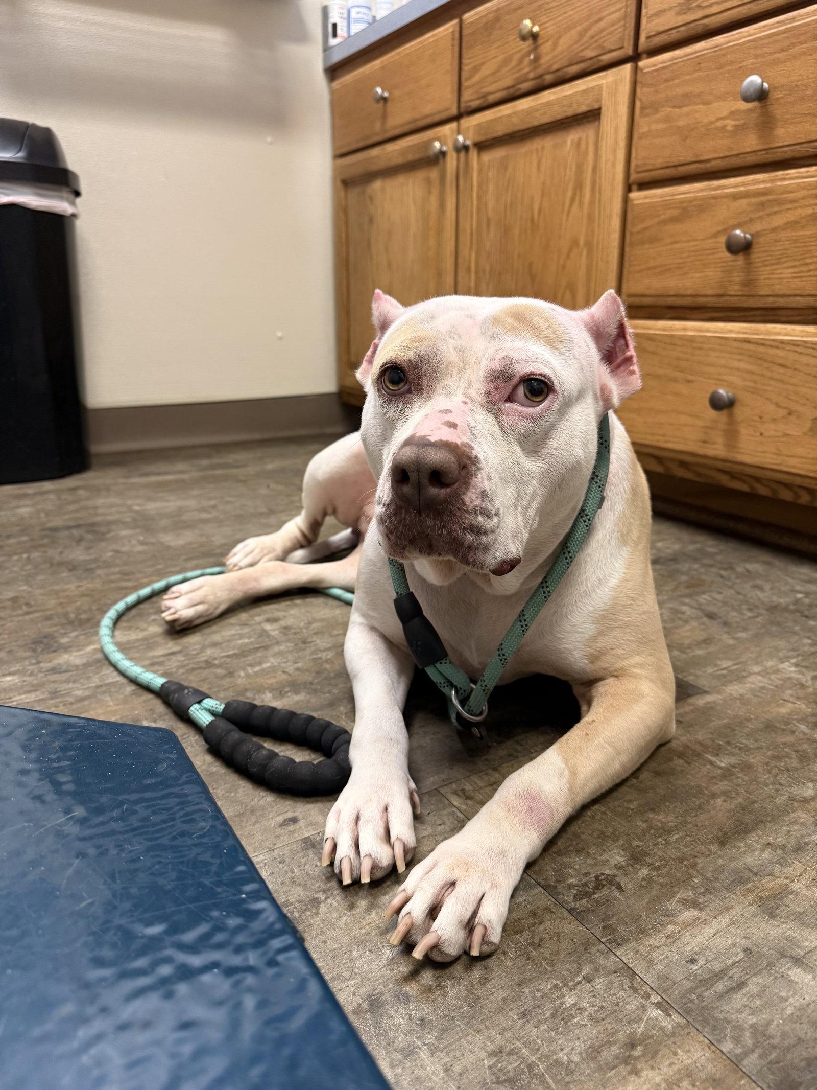 Nyla, Adoptable, Adult Female Pit Bull Terrier.