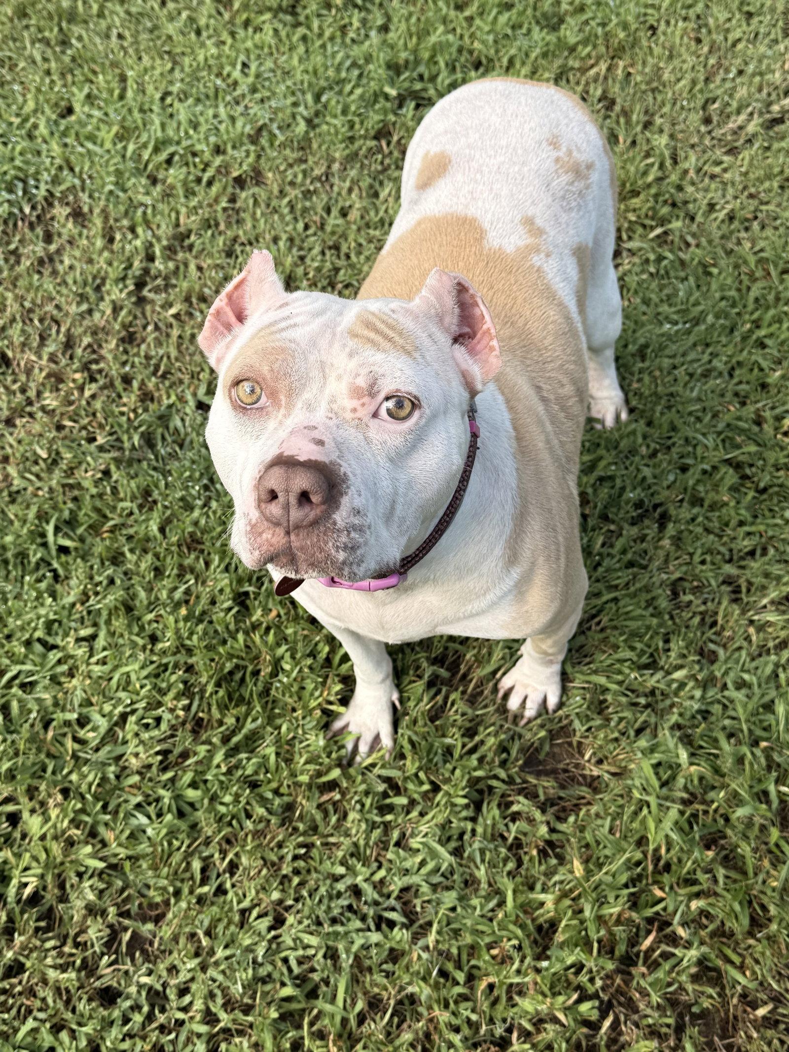 Nyla, a Adoptable Pit Bull Terrier in Nashville, TN image 2/3