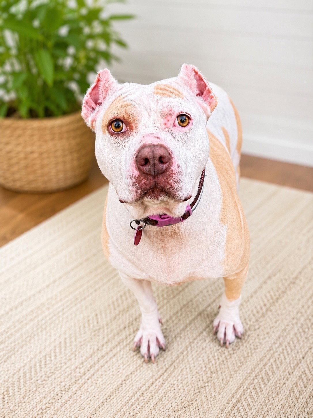 Nyla, a Adoptable Pit Bull Terrier in Nashville, TN image 3/3