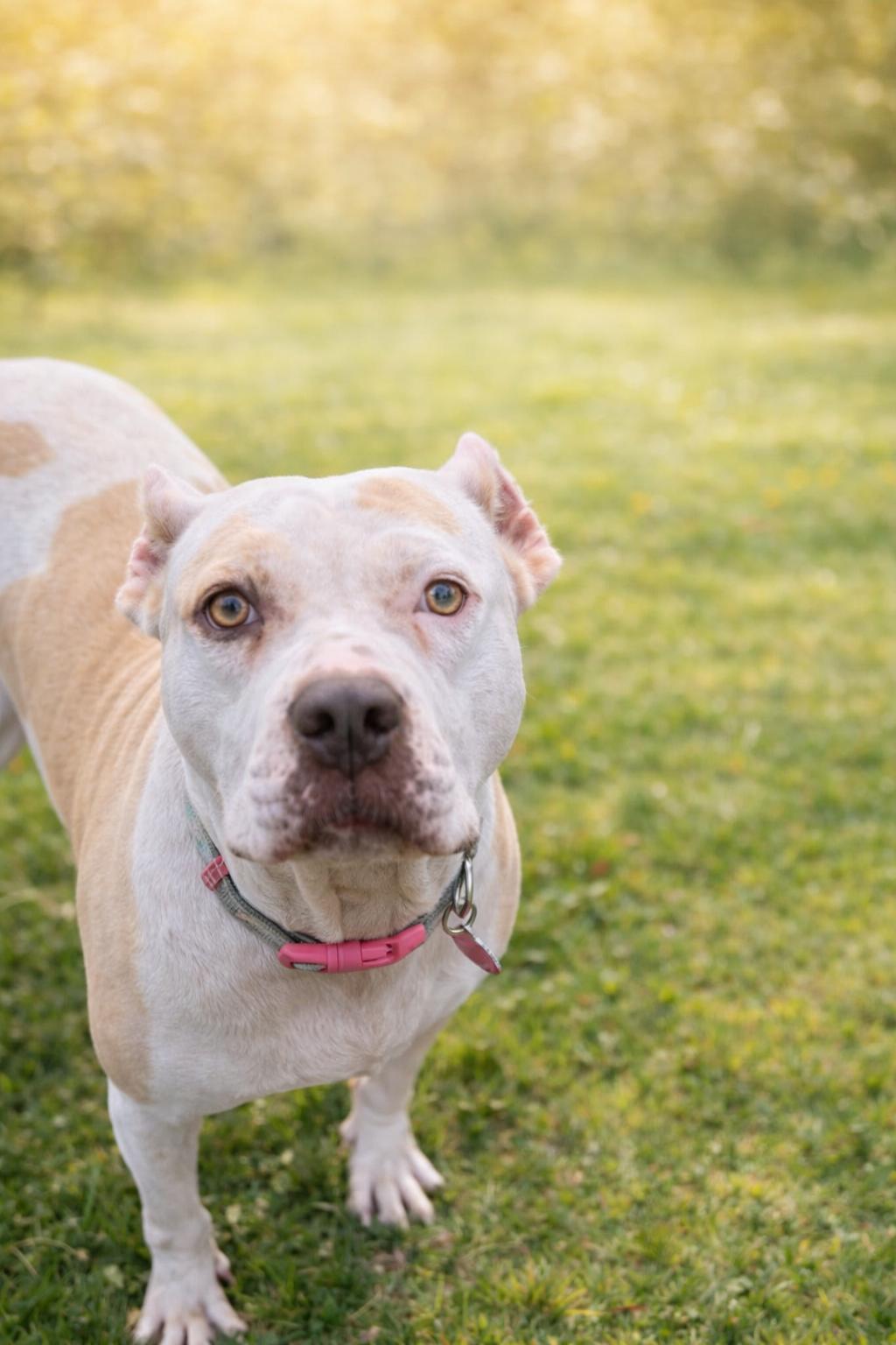 Enlarge Nyla, a Adoptable Pit Bull Terrier in Nashville, TN image 1/3