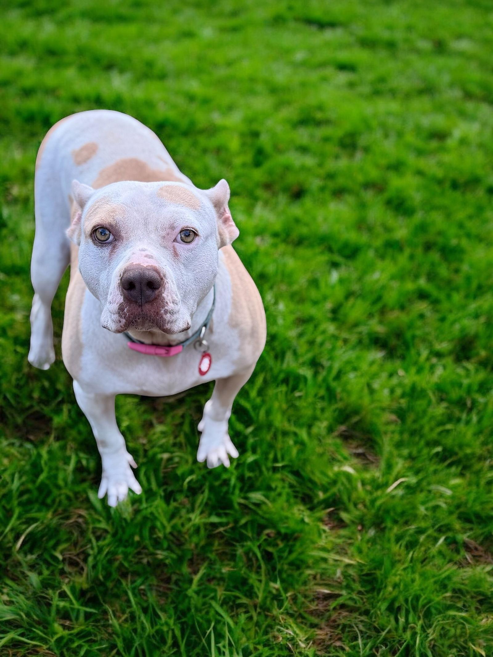 Nyla, Adoptable, Adult Female Pit Bull Terrier.
