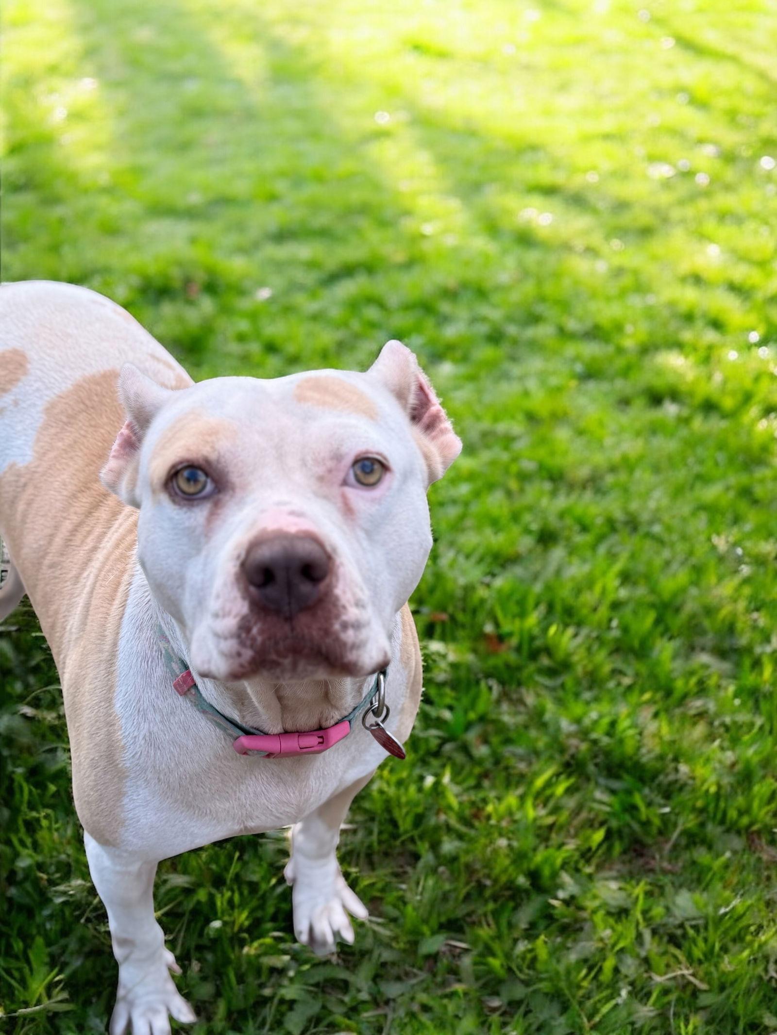 Nyla, a Adoptable Pit Bull Terrier in Nashville, TN image 2/3