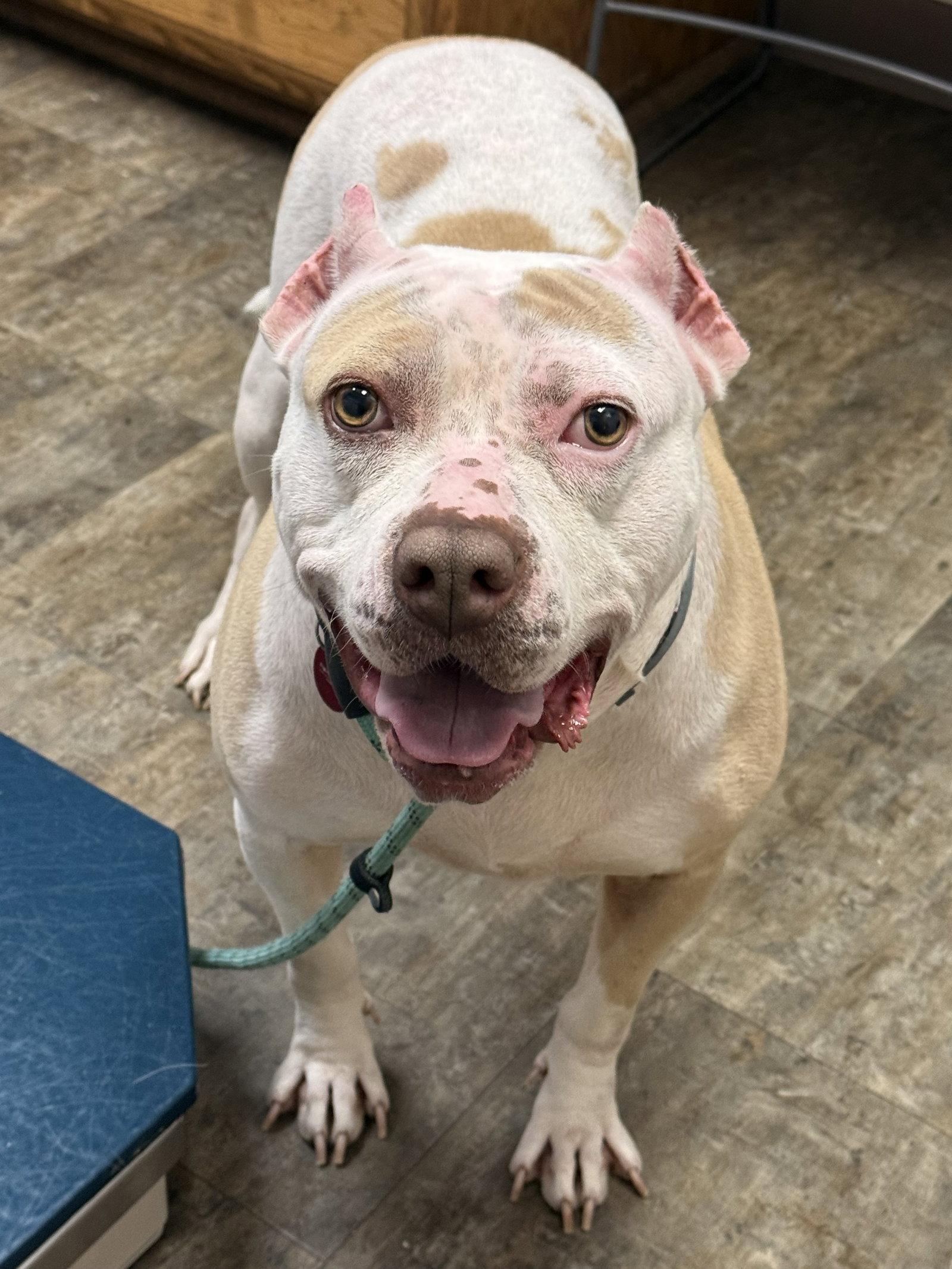 Nyla, a Adoptable Pit Bull Terrier in Nashville, TN image 2/3