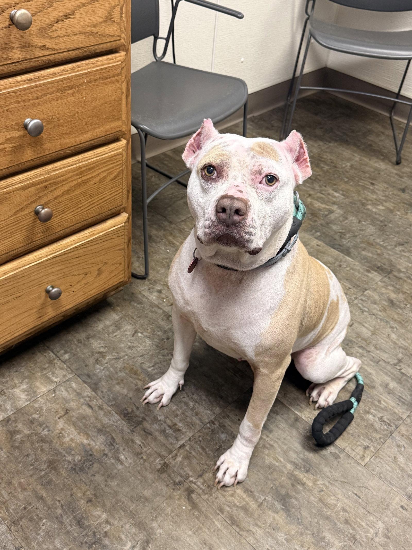 Nyla, a Adoptable Pit Bull Terrier in Nashville, TN image 3/3