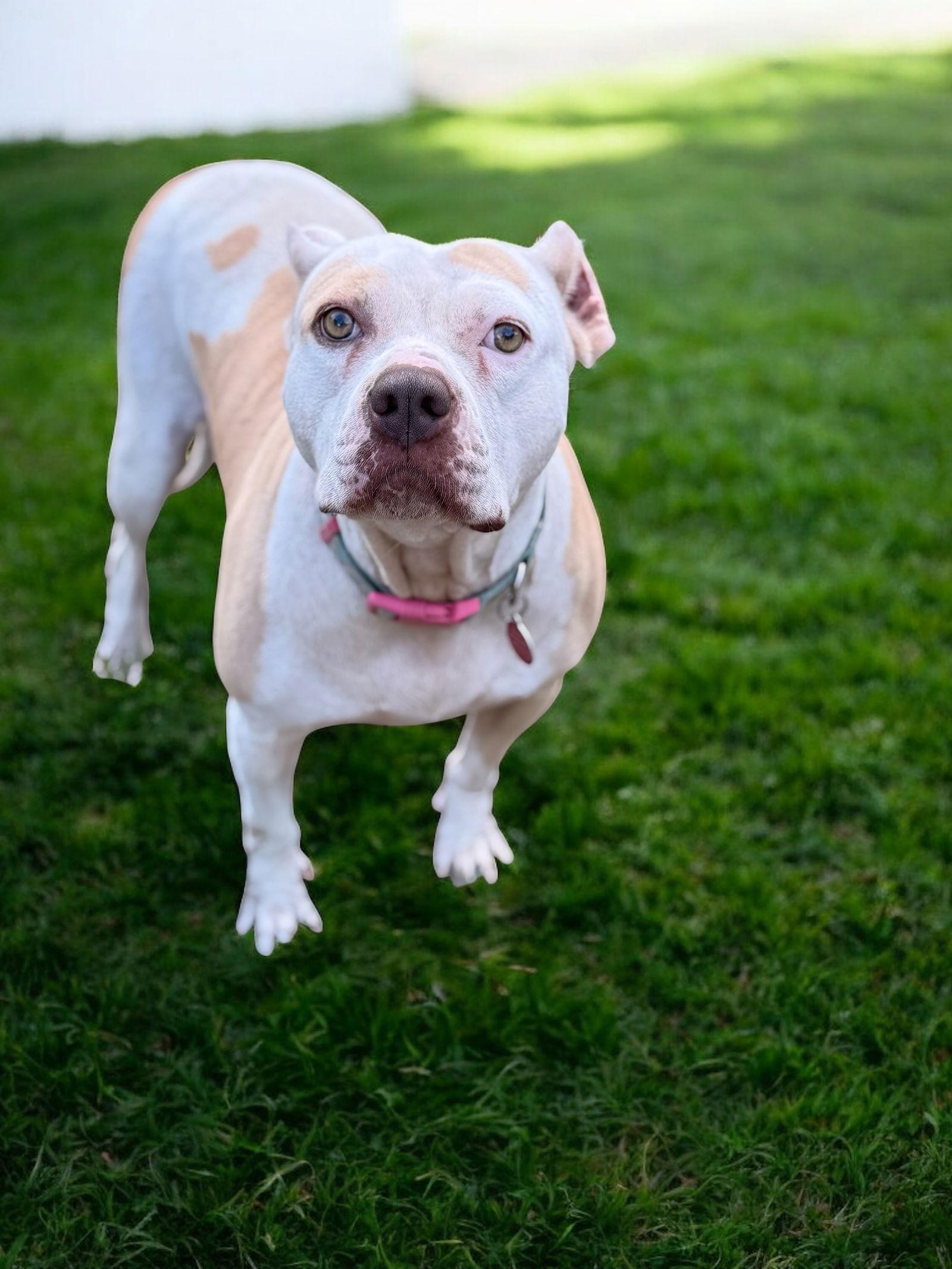 Nyla, a Adoptable Pit Bull Terrier in Nashville, TN image 3/3