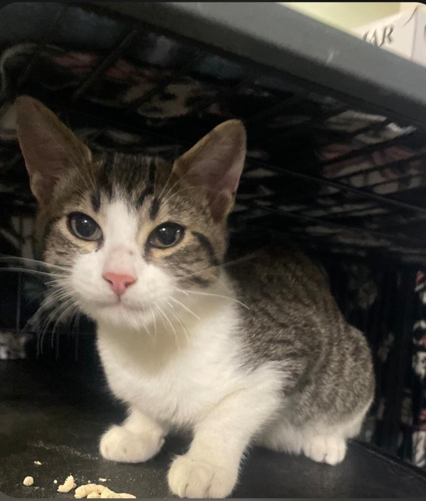 Enlarge K-4 Sky, an adopted Domestic Short Hair in Billings, MT image 1/1