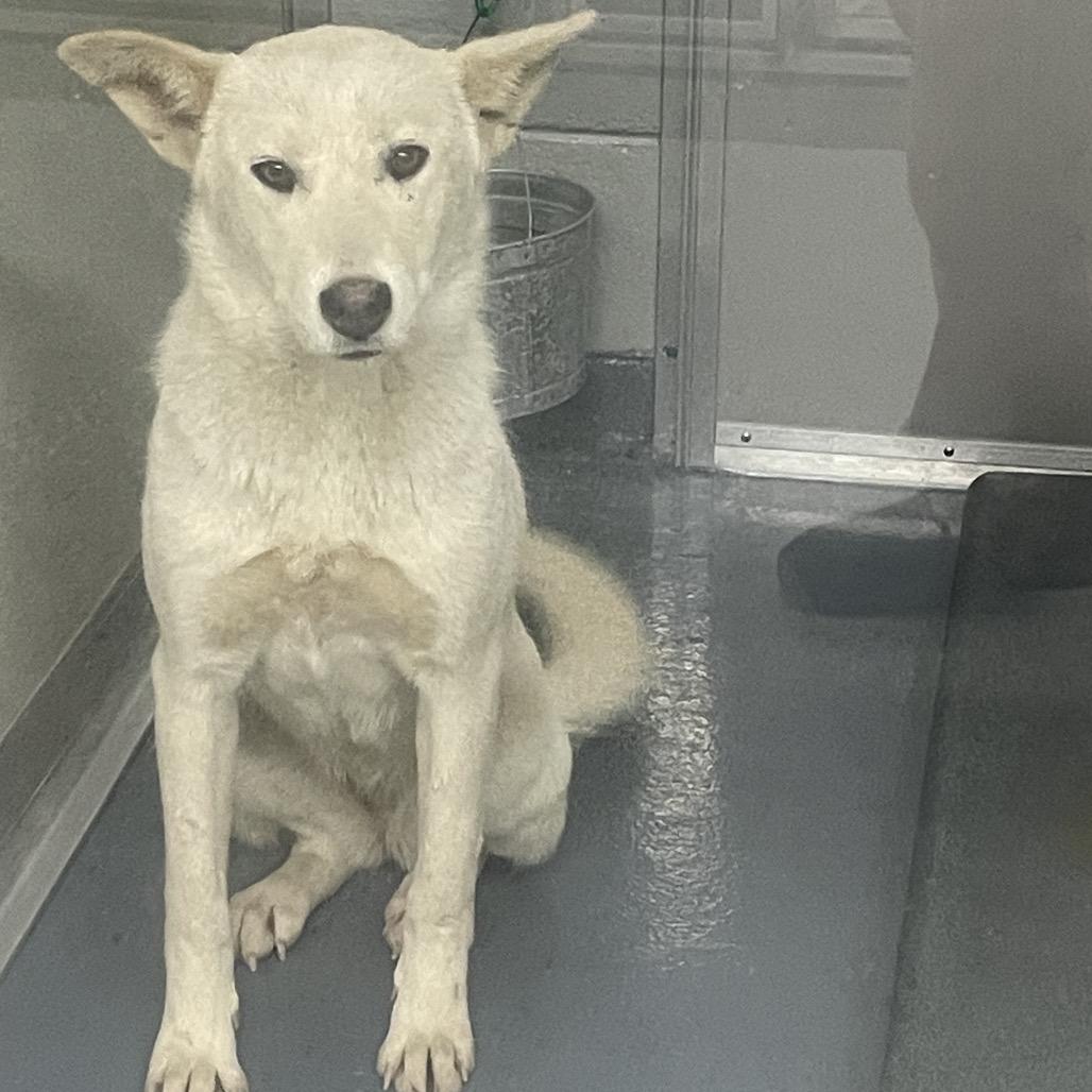 Enlarge Willow, a Adoptable mixed breed in Galax, VA image 1/1