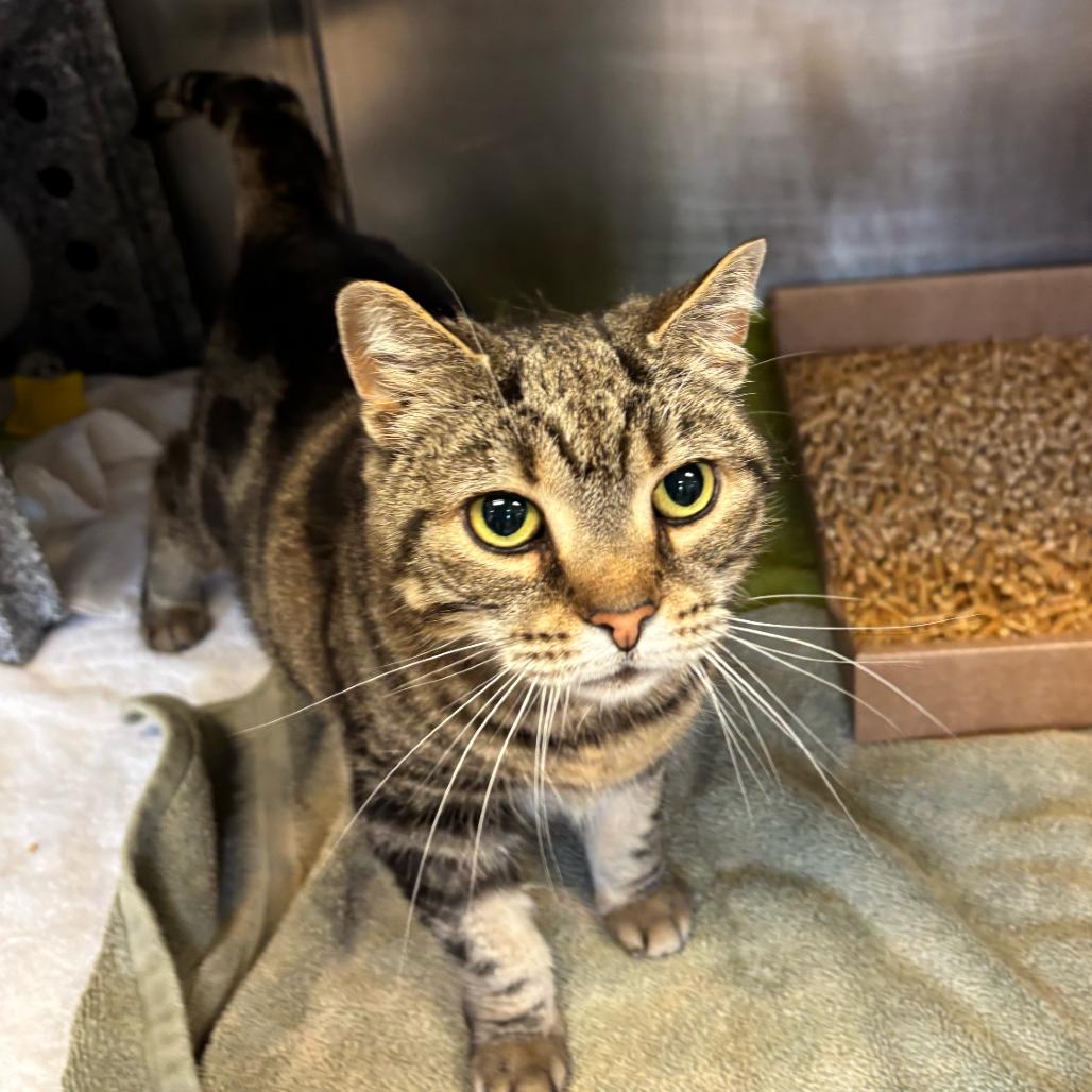 Enlarge Abby, a Adoptable Domestic Short Hair in Birdsboro, PA image 1/4