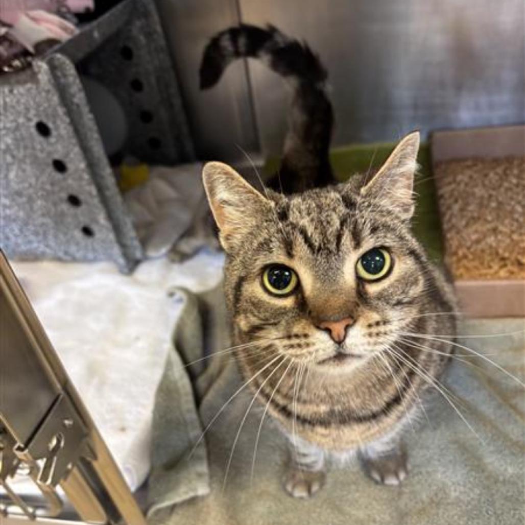 Enlarge Abby, a Adoptable Domestic Short Hair in Birdsboro, PA image 2/4