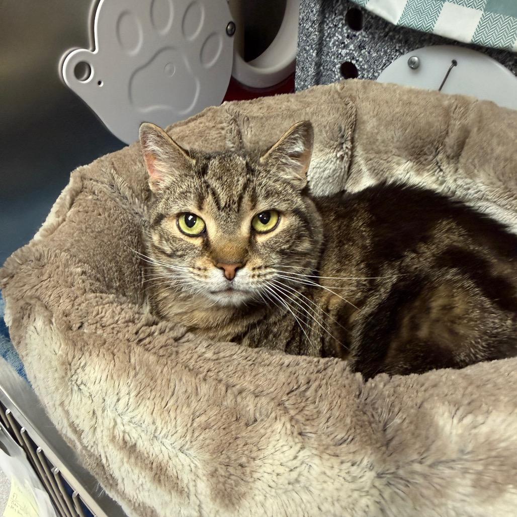 Enlarge Abby, a Adoptable Domestic Short Hair in Birdsboro, PA image 3/4
