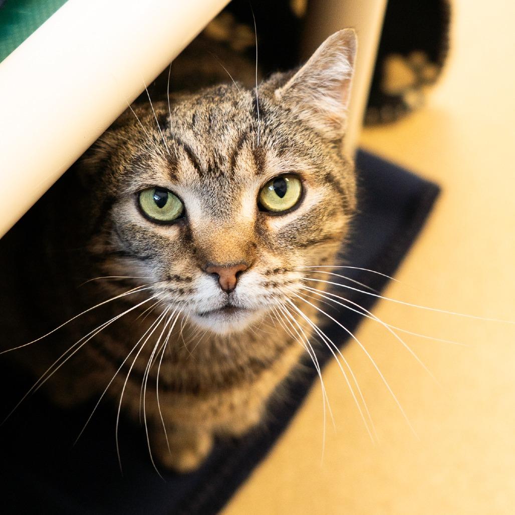 Girl Boss Abby, a Adoptable Domestic Short Hair in Birdsboro, PA image 4/6