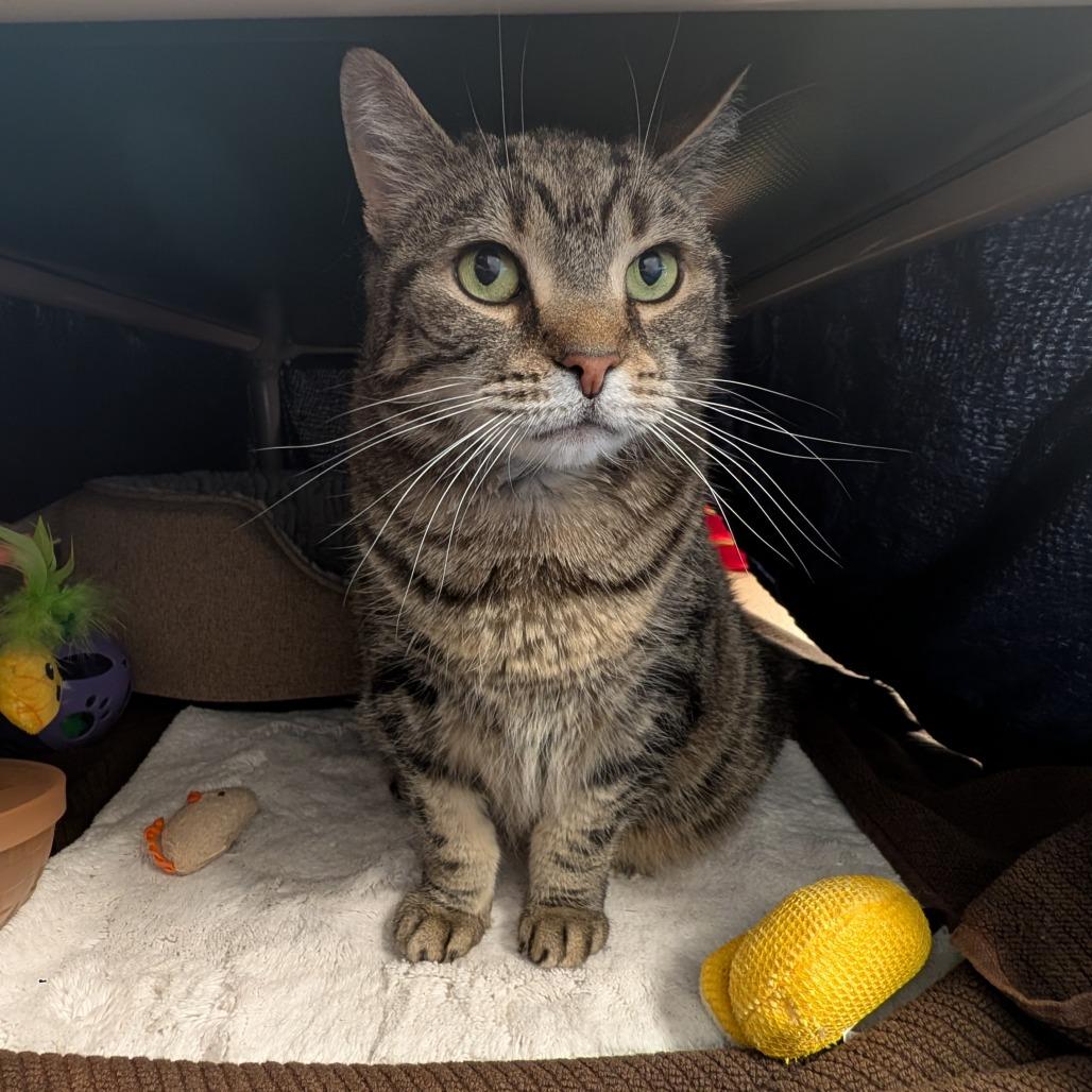 Girl Boss Abby, a Adoptable Domestic Short Hair in Birdsboro, PA image 5/6