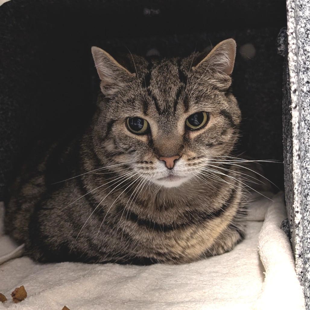 Enlarge Abby, a Adoptable Domestic Short Hair in Birdsboro, PA image 4/4