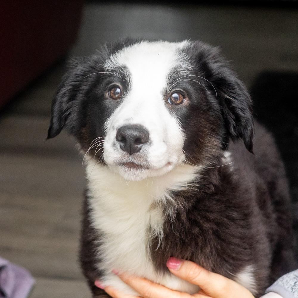 Ivory  (Female)   , adopted, Puppy Female Border Collie.