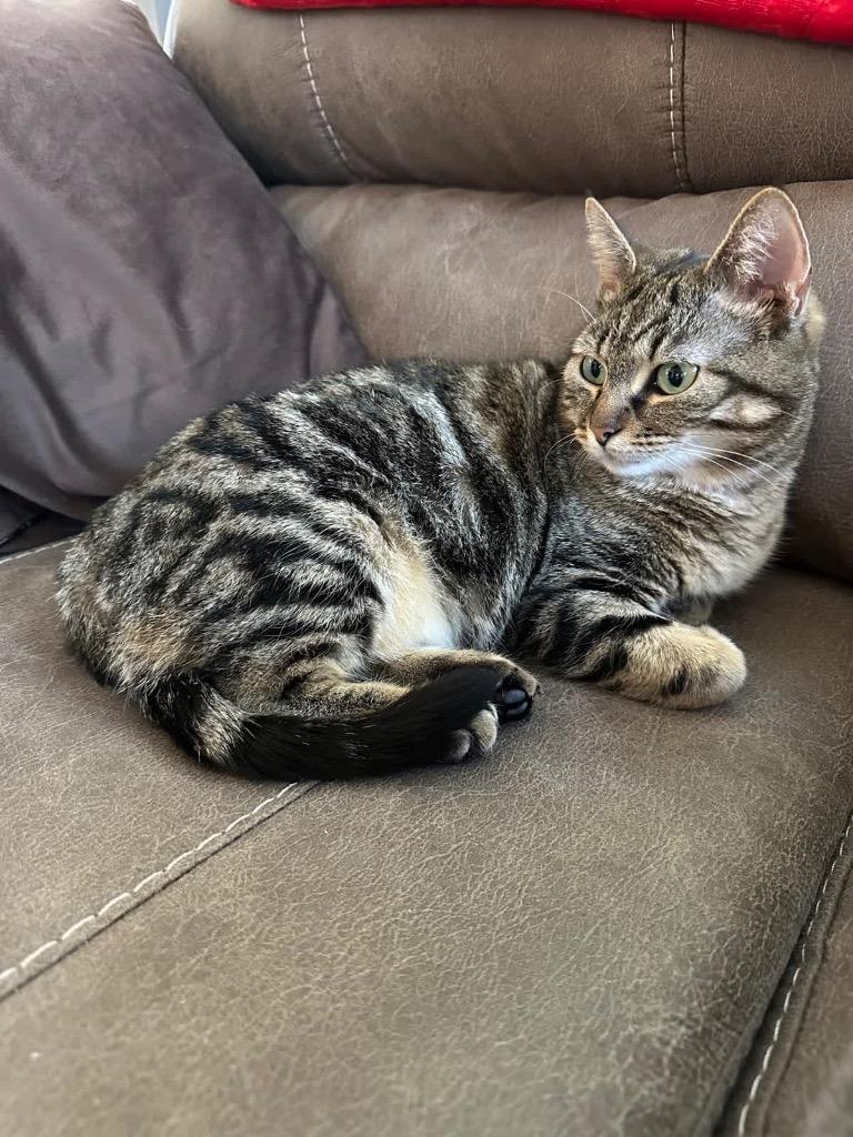 Birdie, Adoptable, Young Female Domestic Short Hair.