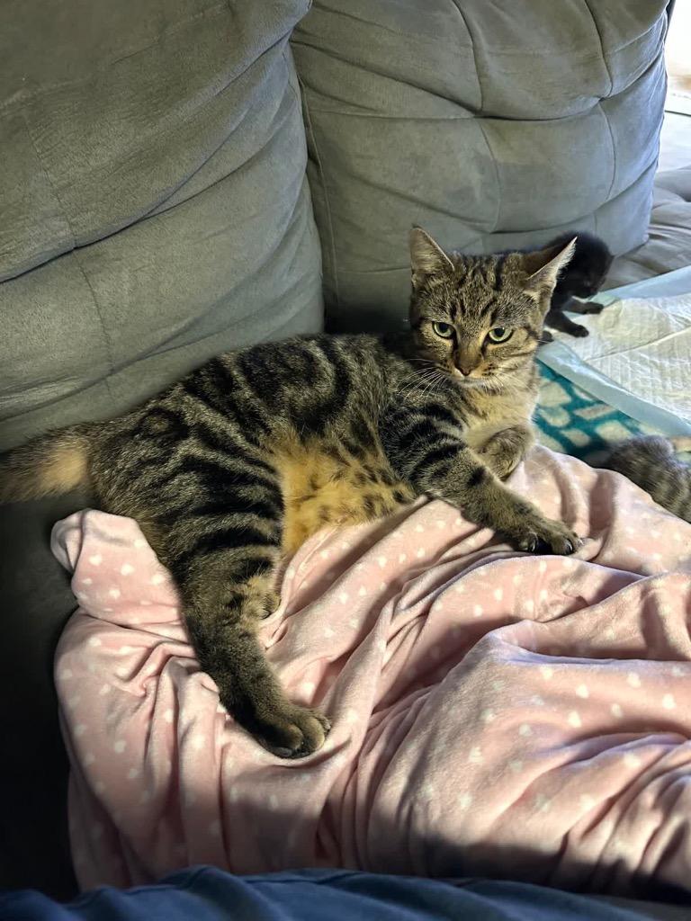 Birdie, Adoptable, Young Female Domestic Short Hair.