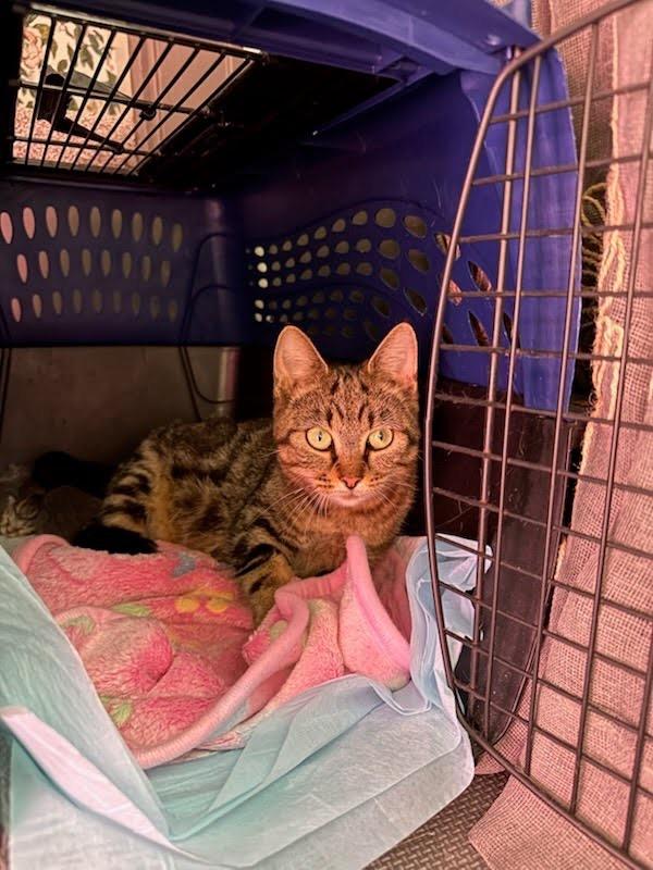 Enlarge Birdie, a Adoptable mixed breed in Johnson City, TN image 2/6