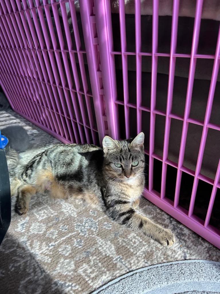 Enlarge Birdie, a Adoptable mixed breed in Johnson City, TN image 3/6