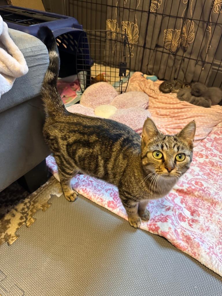 Enlarge Birdie, a Adoptable mixed breed in Johnson City, TN image 4/6