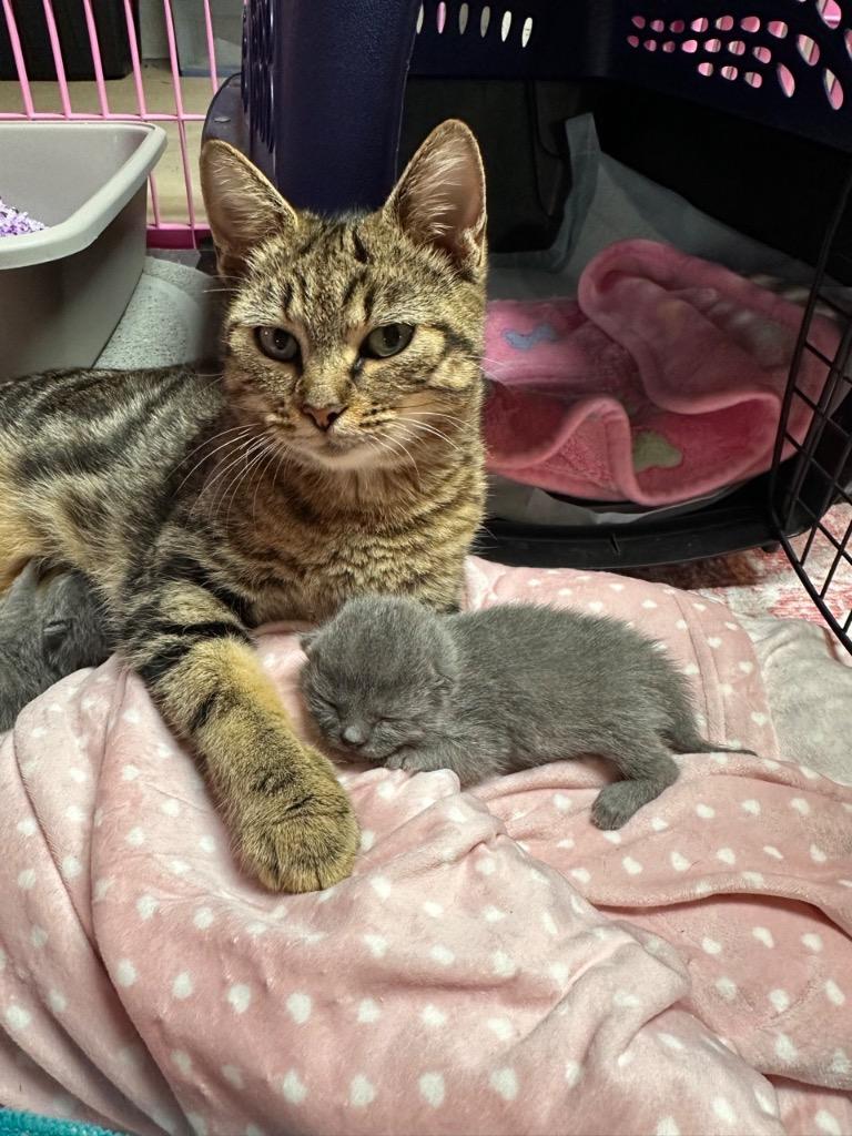 Enlarge Birdie, a Adoptable mixed breed in Johnson City, TN image 5/6