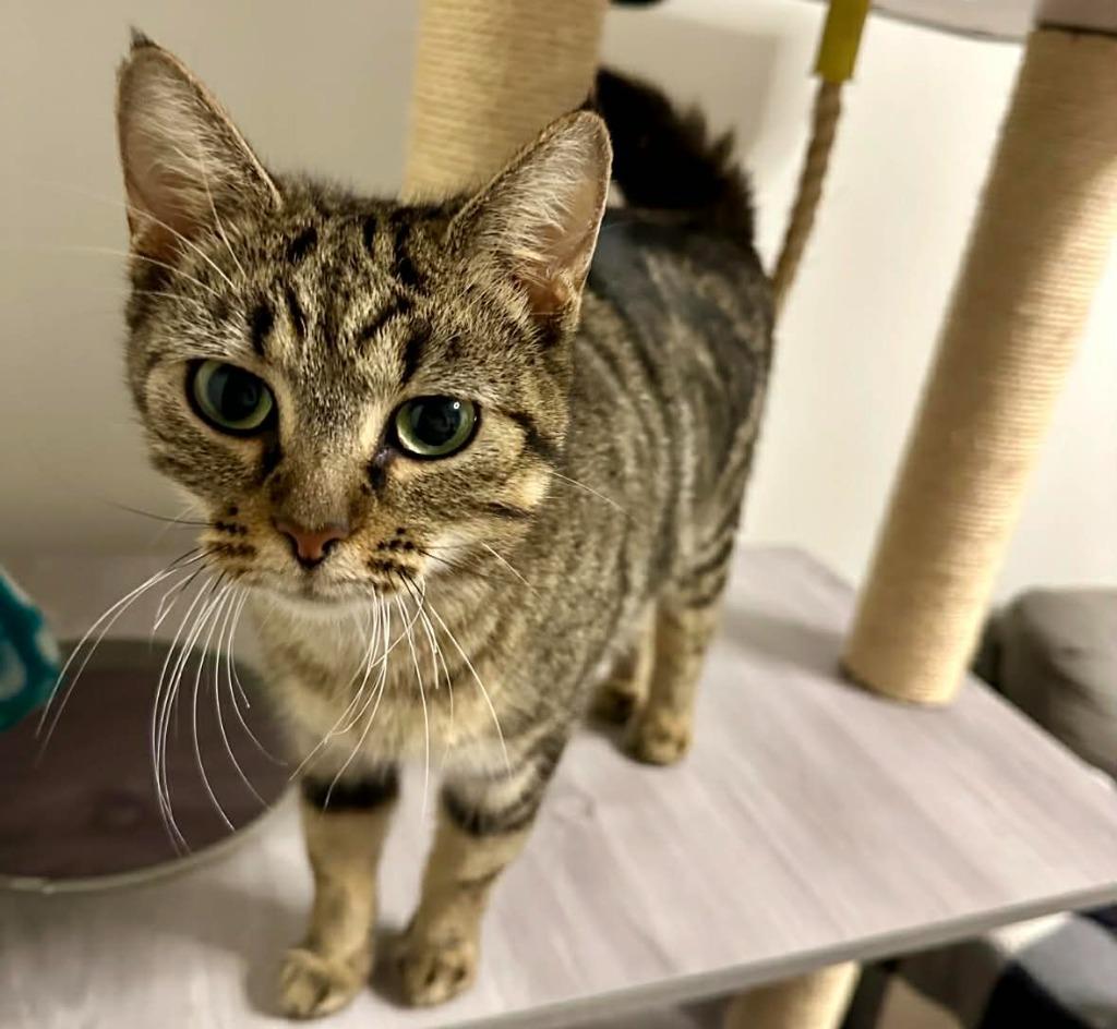 Enlarge Birdie, a Adoptable mixed breed in Johnson City, TN image 6/6