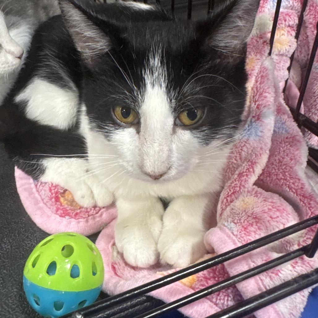 Roni, Adoptable, Kitten Female Domestic Short Hair.