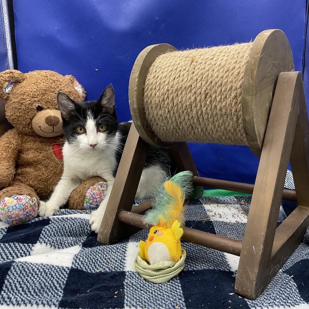 Enlarge Roni, a Adoptable Domestic Short Hair in Gonzales, LA image 2/3
