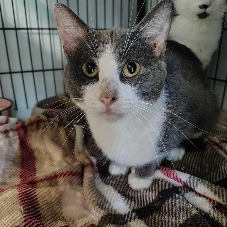 What Would Scooby Do?, Adoptable, Adult Male Domestic Short Hair.