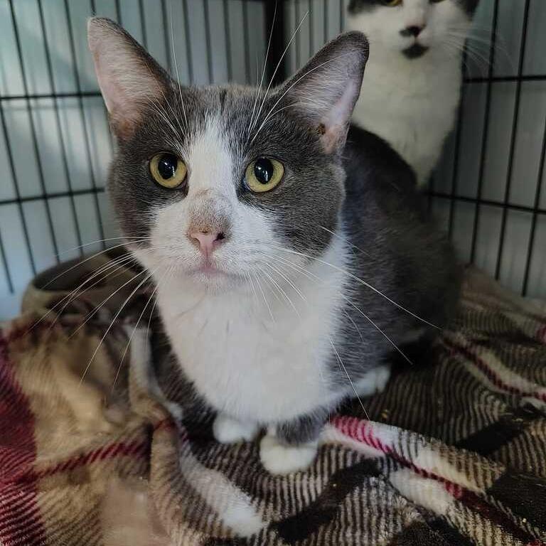 Enlarge What Would Scooby Do?, a Adoptable Domestic Short Hair in Davenport, IA image 2/3