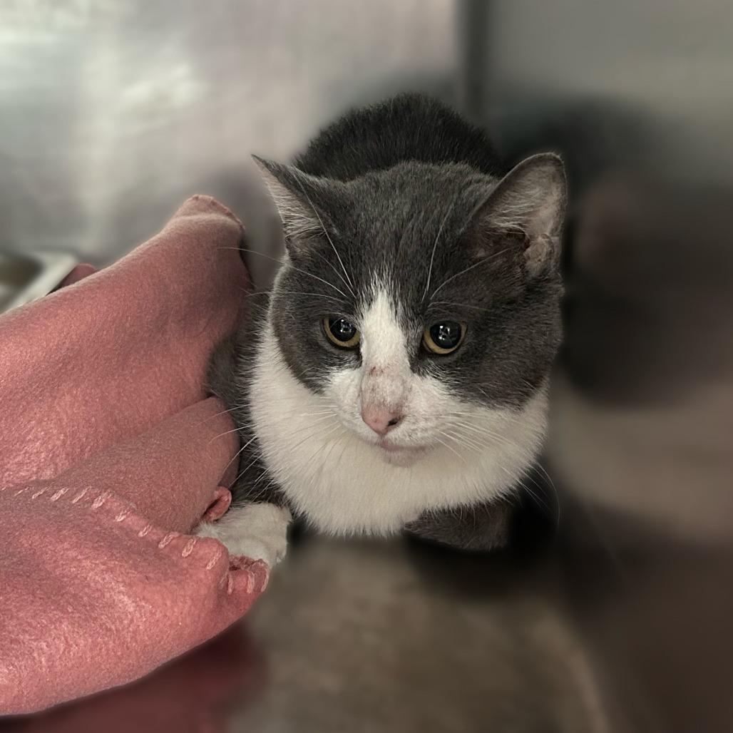 What Would Scooby Do?, Adoptable, Adult Male Domestic Short Hair.