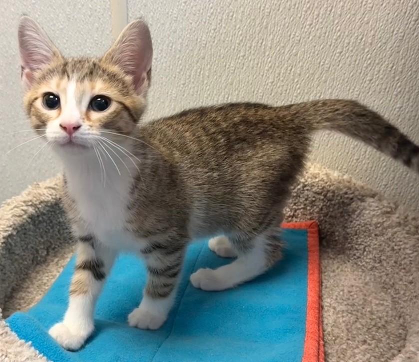 Enlarge Sugar Snap, an adopted Domestic Short Hair in Dover, DE image 6/6