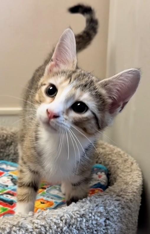 Enlarge Sugar Snap, an adopted Domestic Short Hair in Dover, DE image 5/6