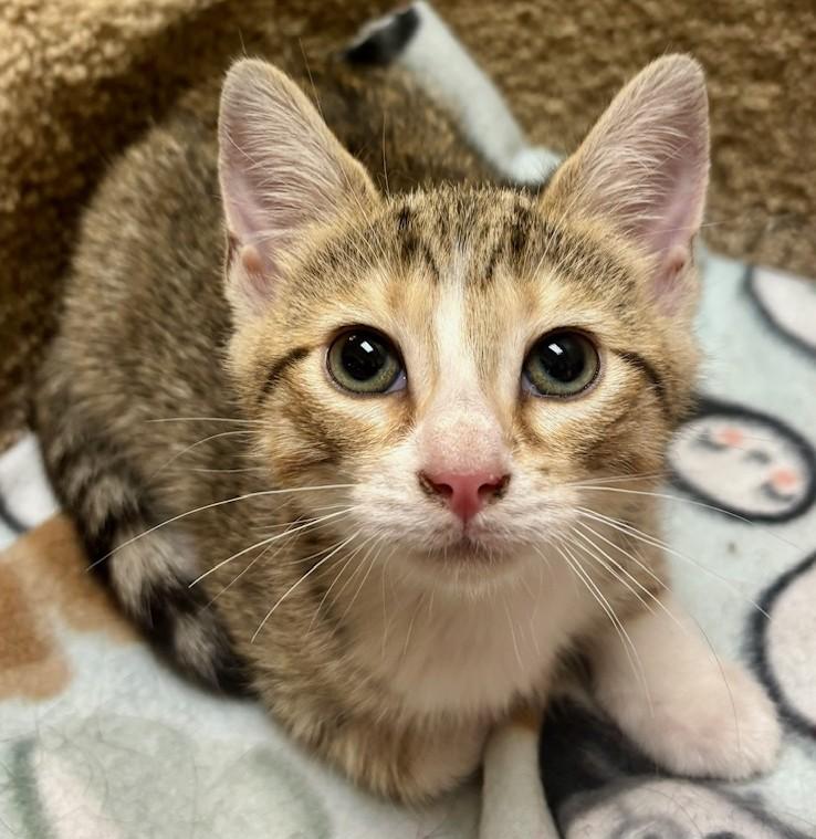 Enlarge Sugar Snap, an adopted Domestic Short Hair in Dover, DE image 2/6