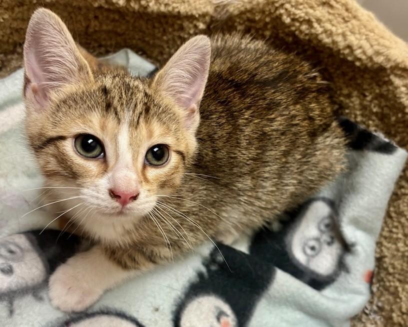 Enlarge Sugar Snap, an adopted Domestic Short Hair in Dover, DE image 4/6