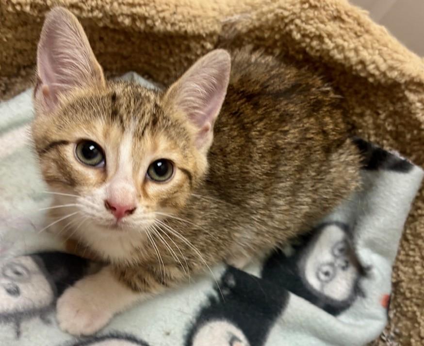 Enlarge Sugar Snap, an adopted Domestic Short Hair in Dover, DE image 3/6