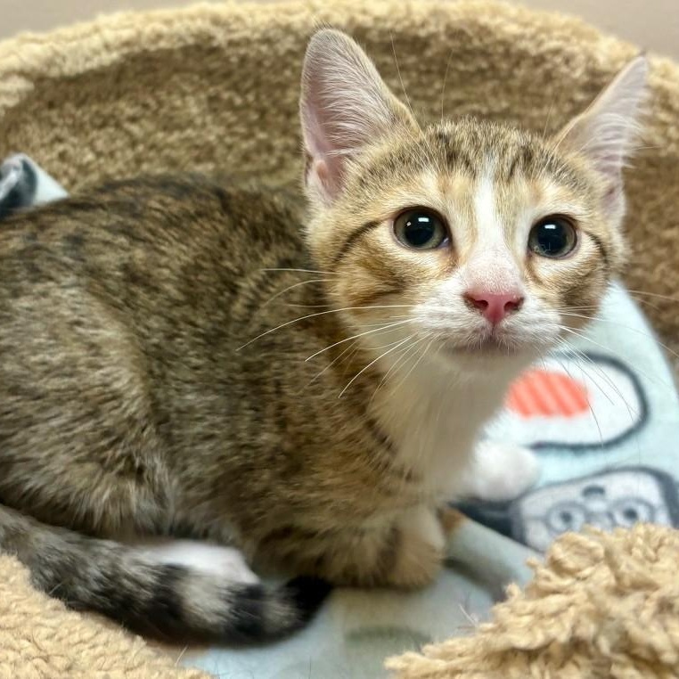 Sugar Snap, adopted, Kitten Female Domestic Short Hair.