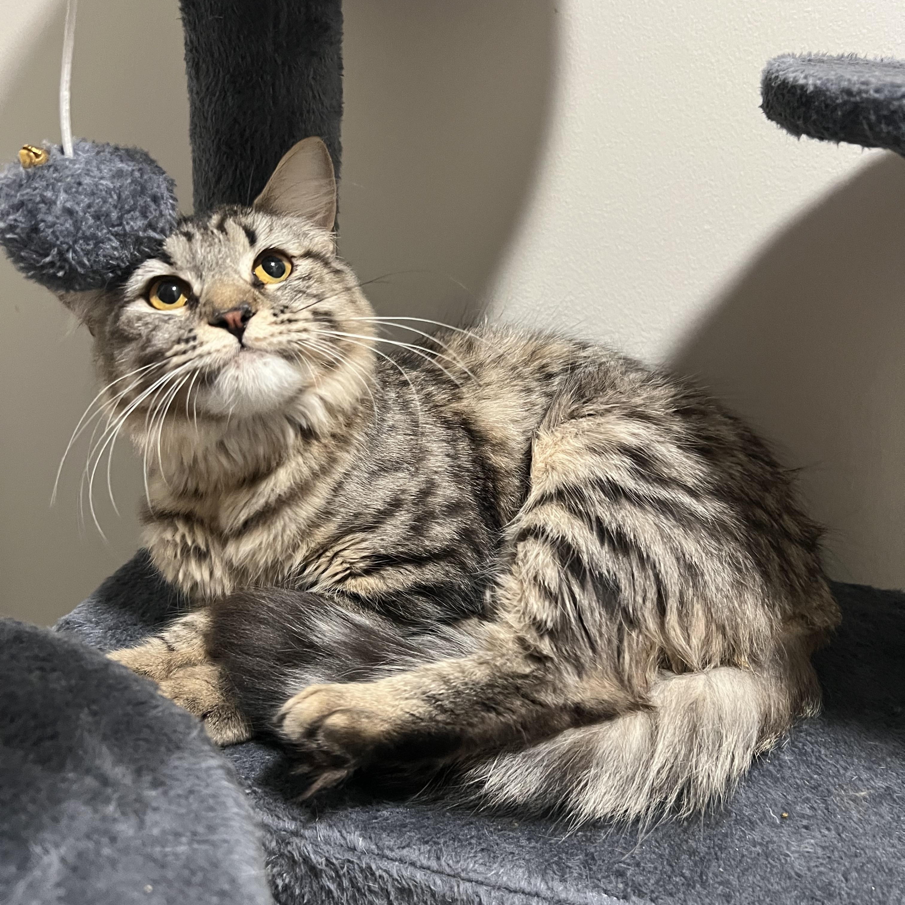 Enlarge Nyla, a ADOPTABLE Domestic Medium Hair in Davisburg, MI image 1/2
