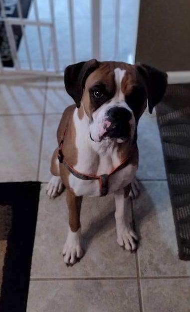 Holly, Adopted, Adult Female Boxer.
