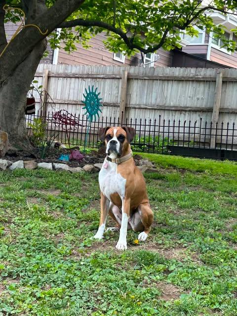 Holly, a Adopted Boxer in Owatonna, MN image 2/3
