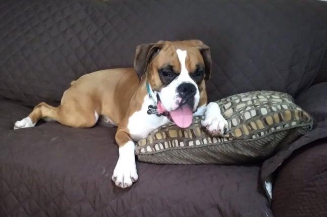 Holly, a Adopted Boxer in Owatonna, MN image 3/3