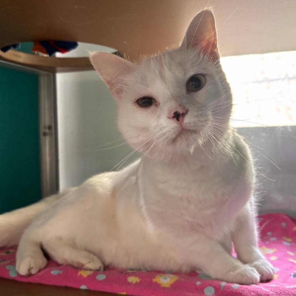 Enlarge Sugar, a Adoptable Domestic Short Hair in Belleville, IL image 2/2