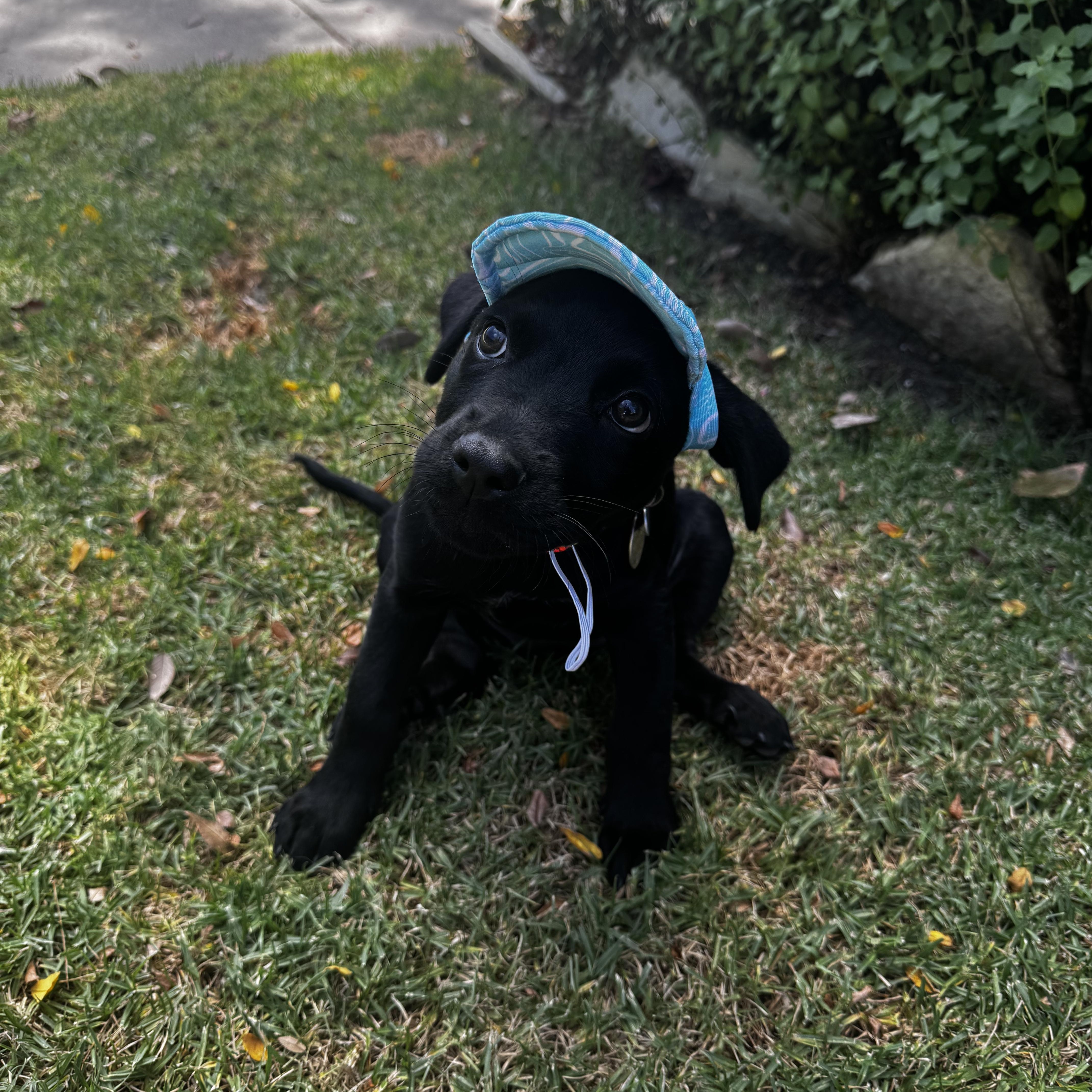 Katinka, adopted, Puppy Female Mixed Breed.